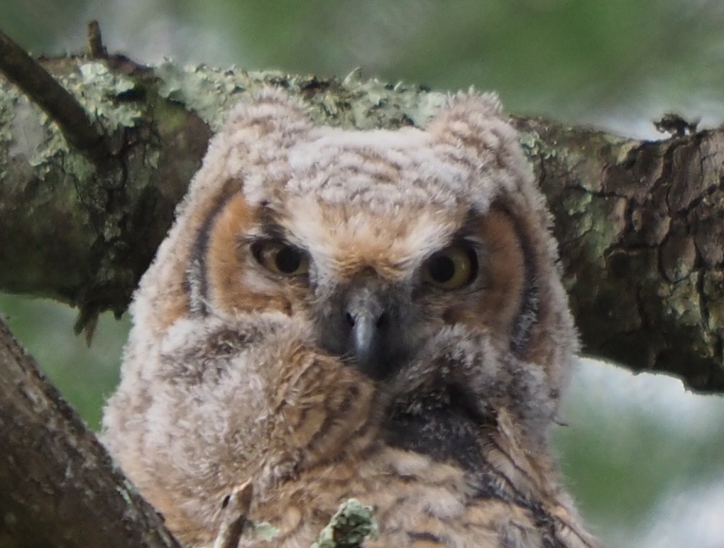 Great Horned Owl - ML617631532