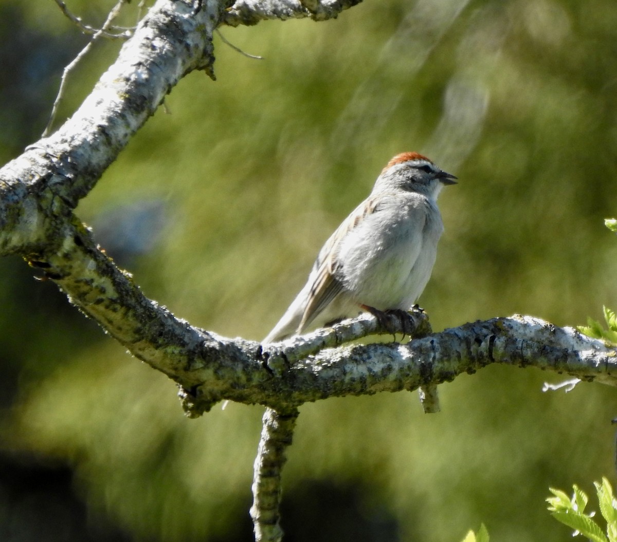 Chipping Sparrow - ML617631534