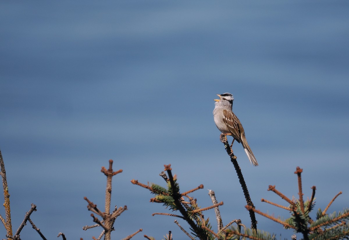 White-crowned Sparrow - ML617631546