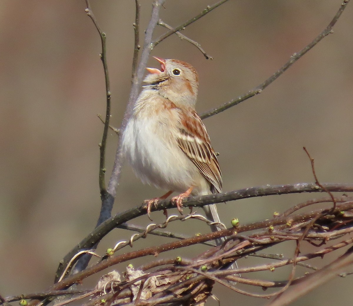 Field Sparrow - Kristin Mylecraine