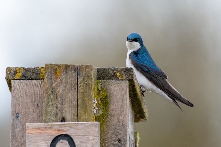 Tree Swallow at Abbotsford--Willband Creek Park by Randy Walker