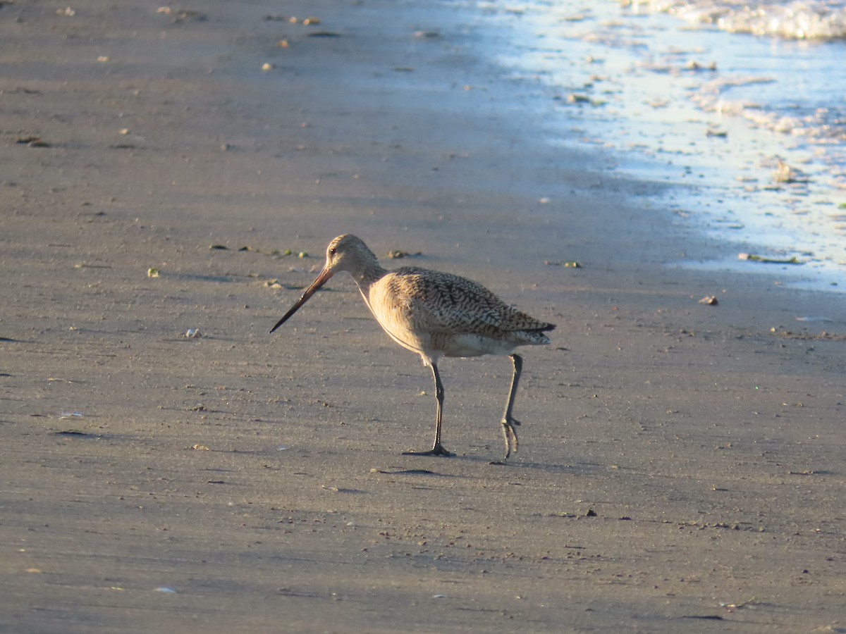 Marbled Godwit - Sherry Gray