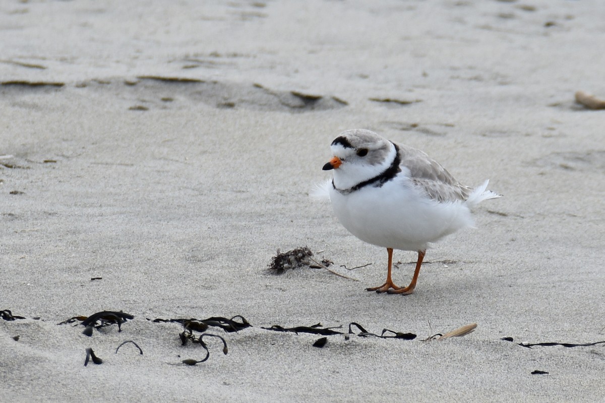 Piping Plover - ML617631713