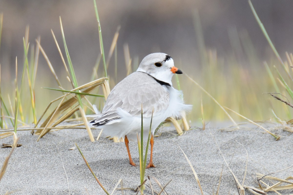 Piping Plover - ML617631714