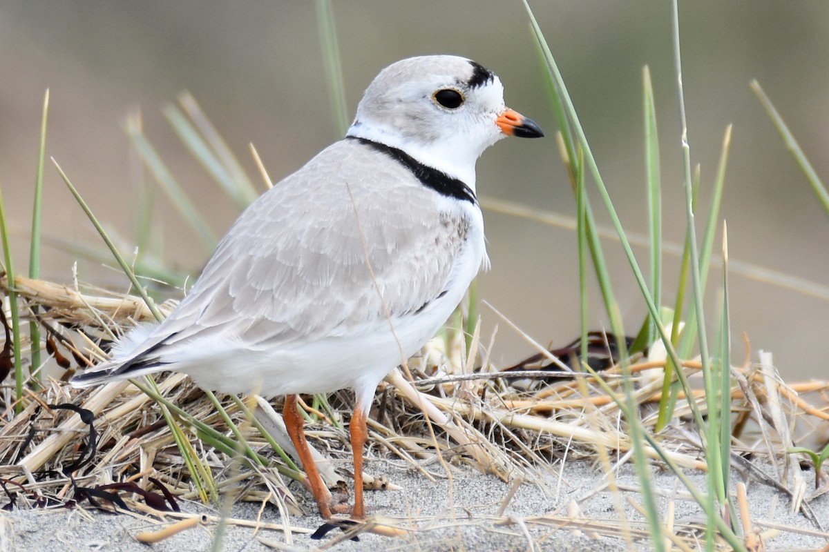 Piping Plover - ML617631715
