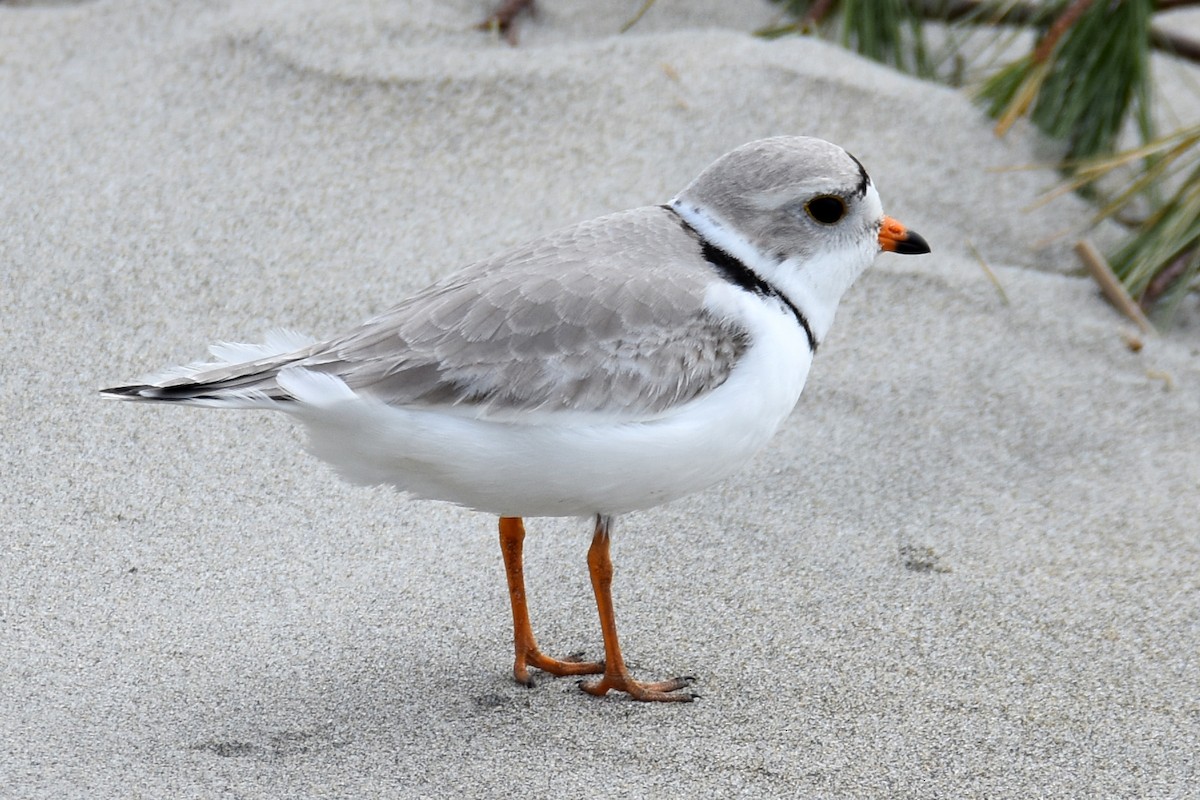 Piping Plover - ML617631716