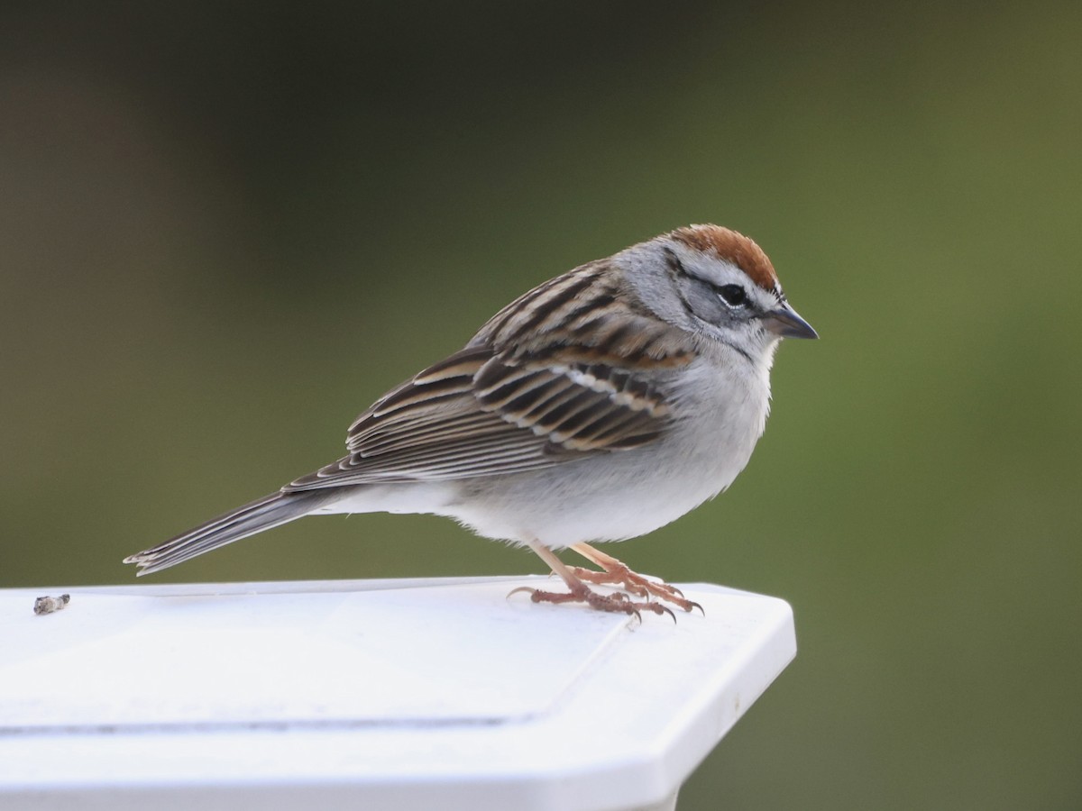 Chipping Sparrow - Andreas Krohn