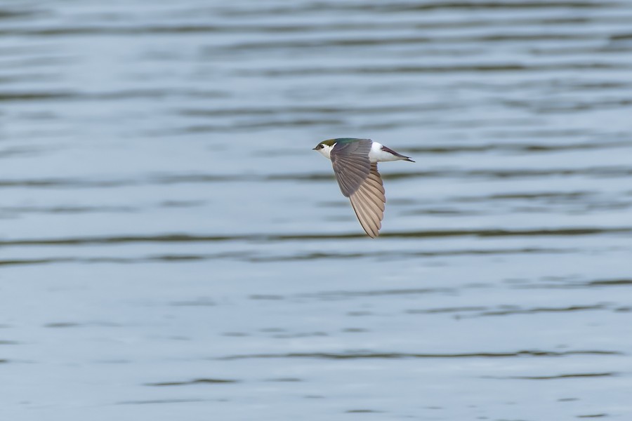 Violet-green Swallow at Abbotsford--Willband Creek Park by Randy Walker