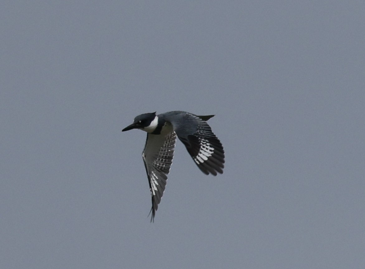 Belted Kingfisher - ML617631786