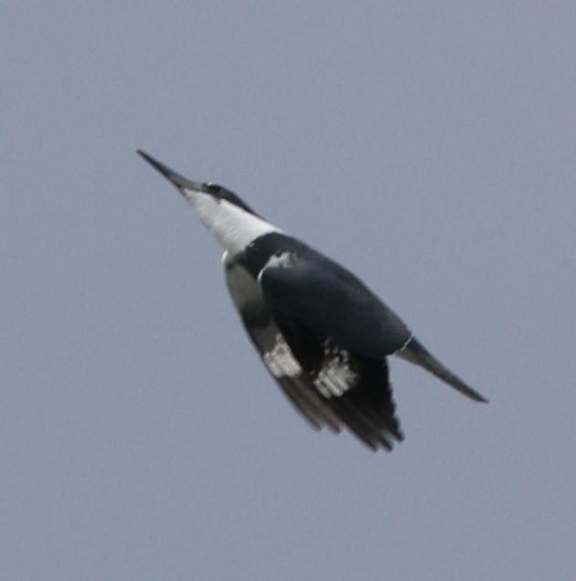 Belted Kingfisher - ML617631787