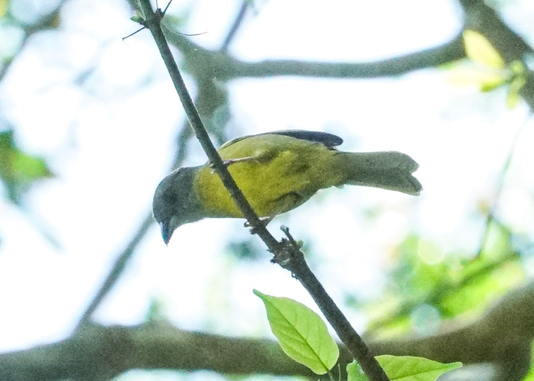 White-shouldered Tanager - ML617631906