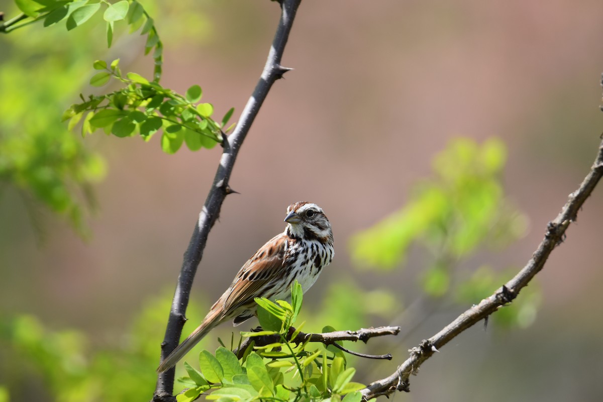 Song Sparrow - Tiffany Means