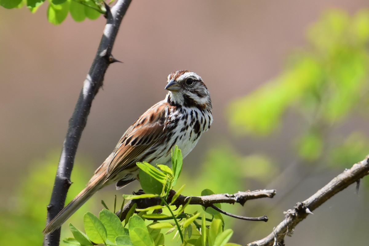 Song Sparrow - Tiffany Means