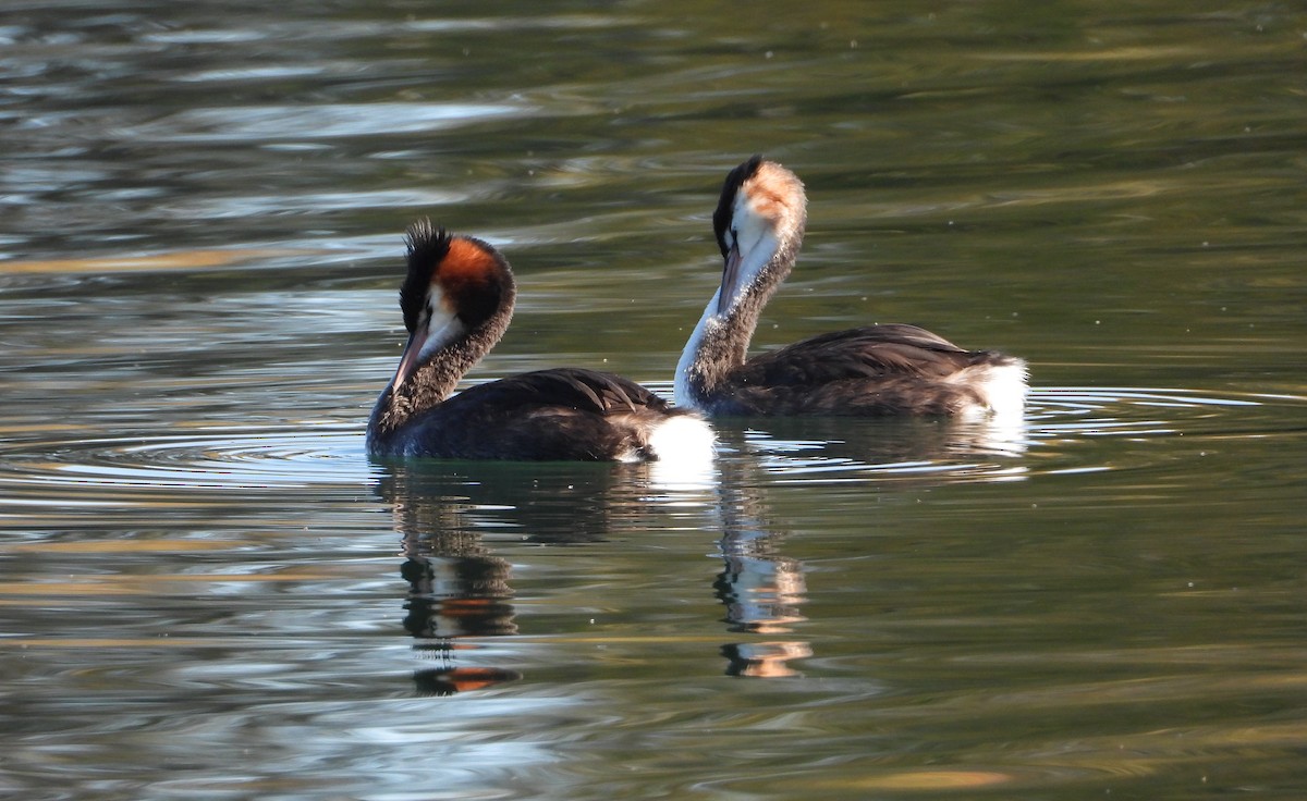 Great Crested Grebe - ML617631969