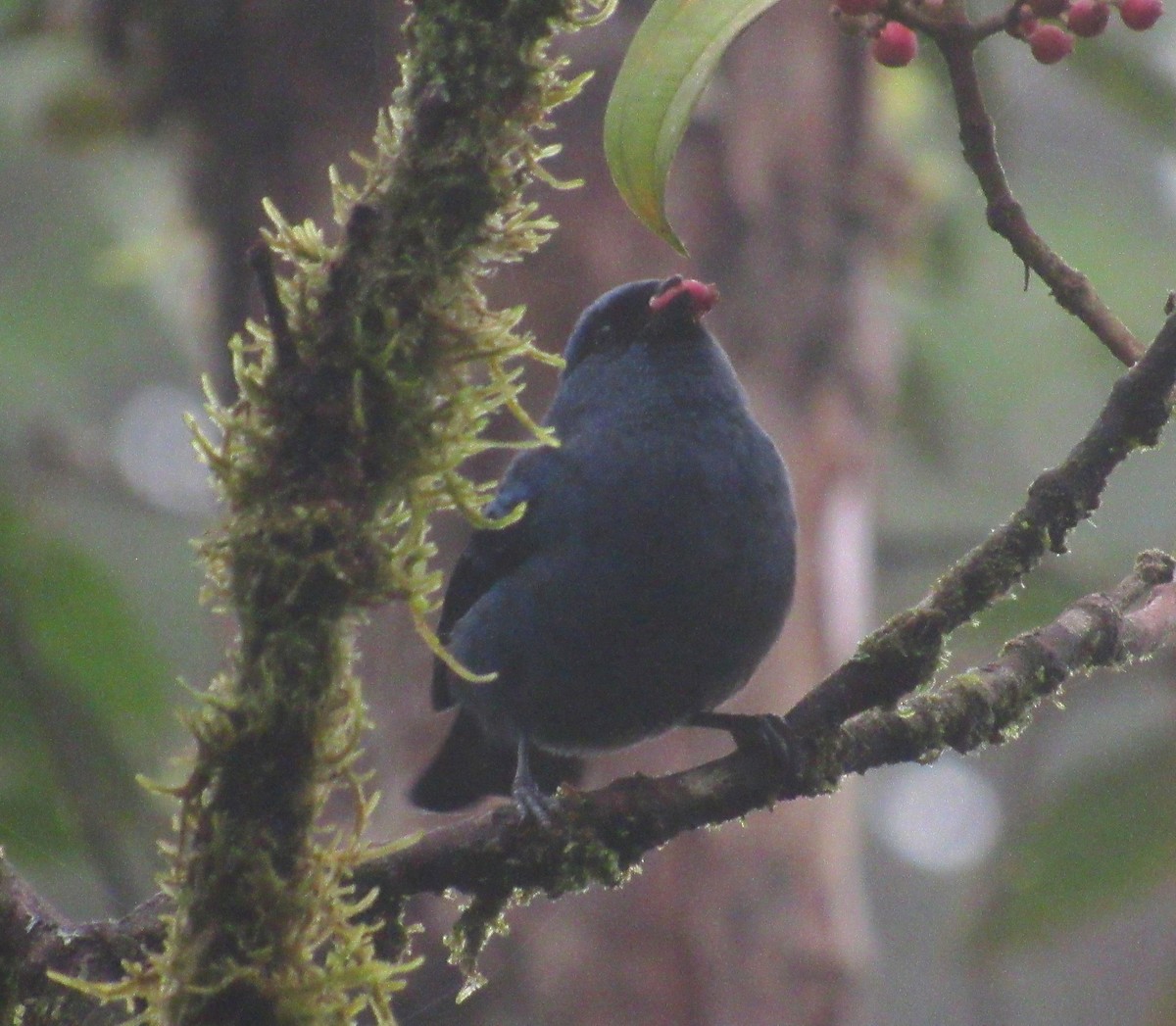 Blue-and-black Tanager - ML617631980