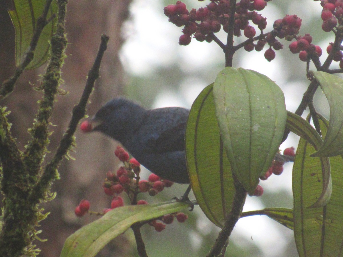 Blue-and-black Tanager - ML617631981