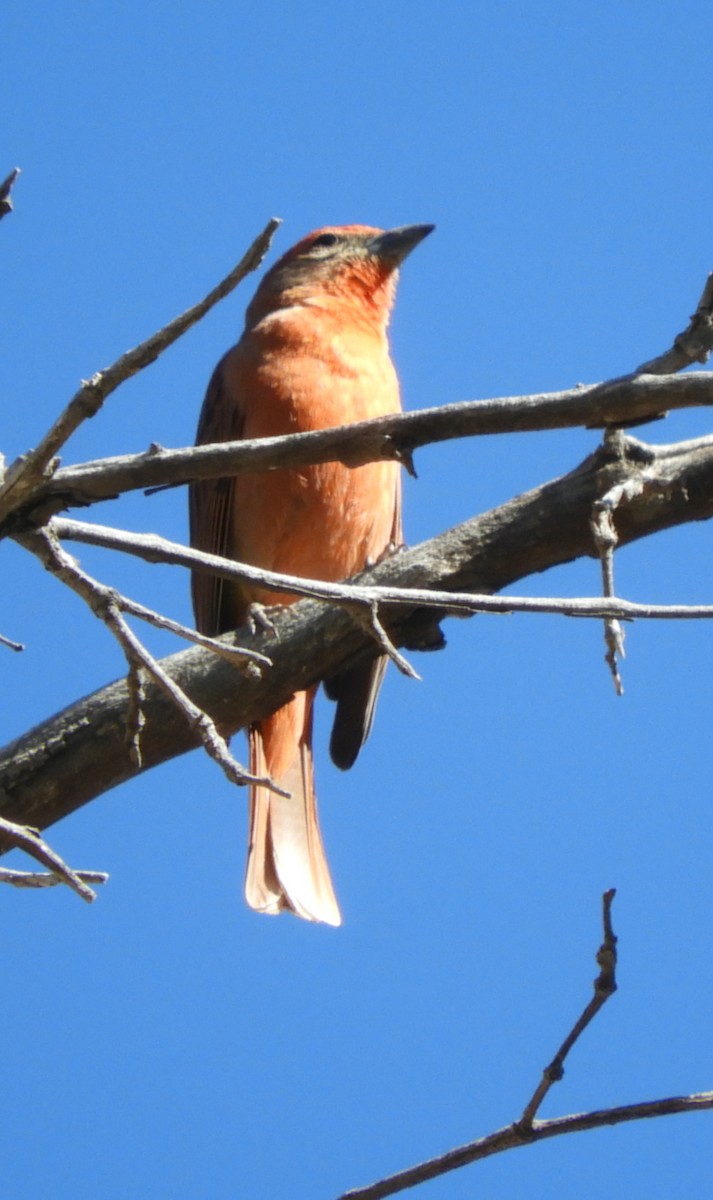 Hepatic Tanager - ML617632010