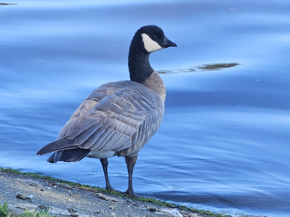 Cackling Goose (minima) - ML617632015
