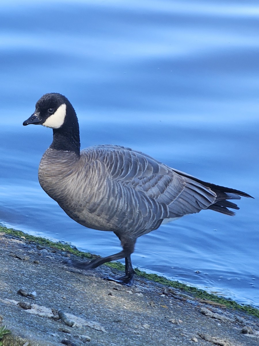 Cackling Goose (minima) - ML617632016