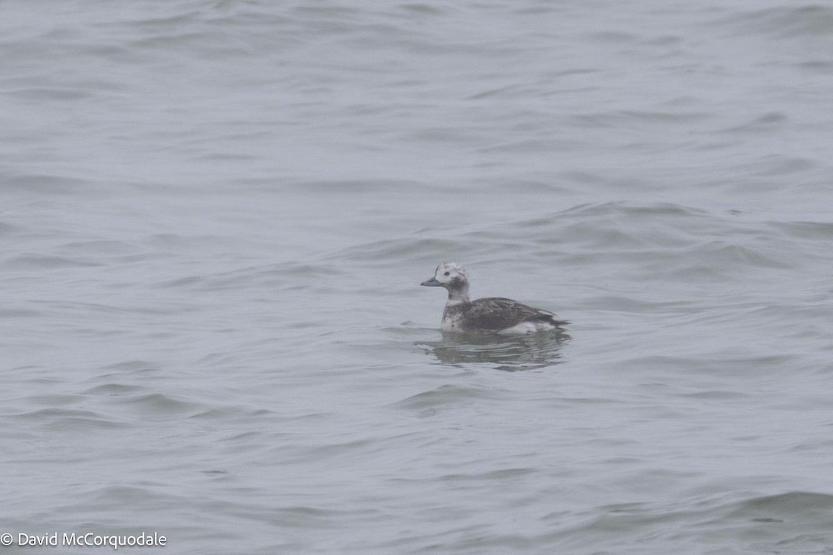 Long-tailed Duck - ML617632114
