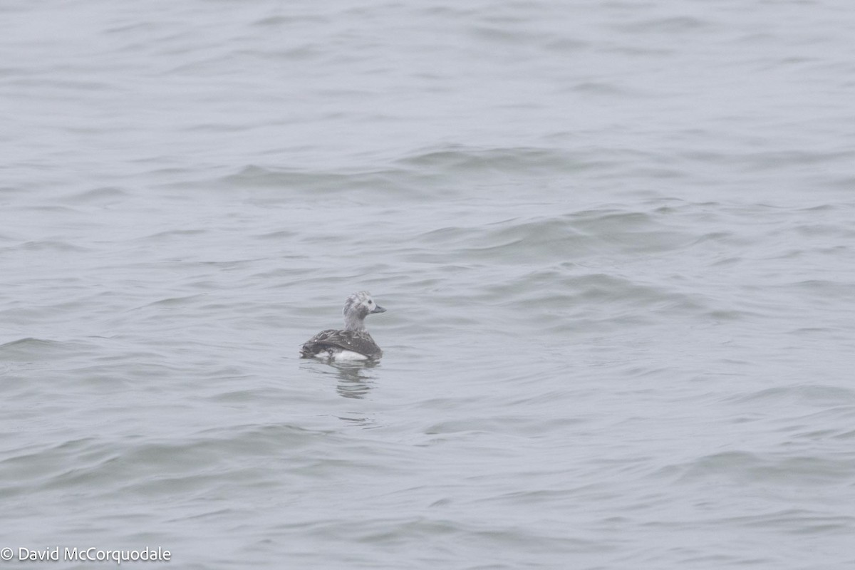 Long-tailed Duck - ML617632115