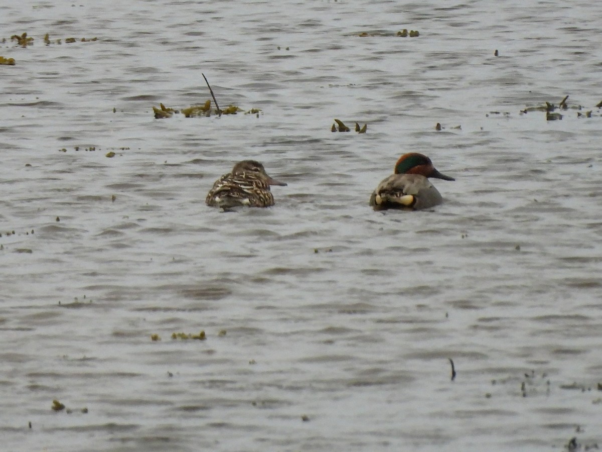 Green-winged Teal - ML617632193