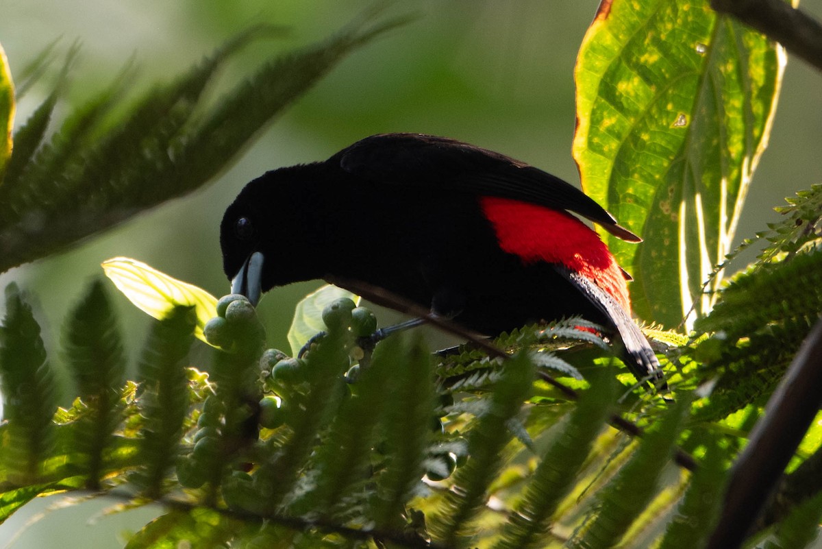 Scarlet-rumped Tanager - Andrea Heine