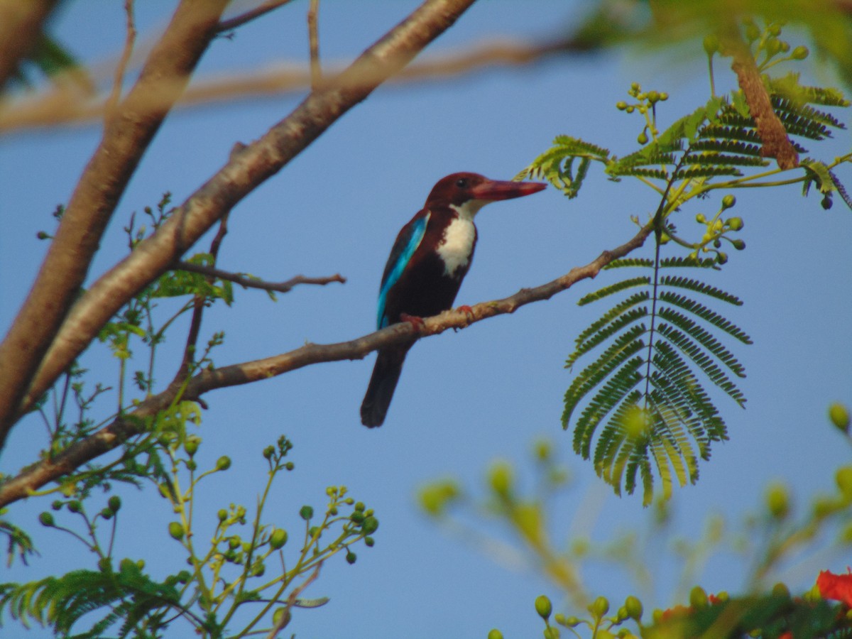White-throated Kingfisher - Sarath Chandran P