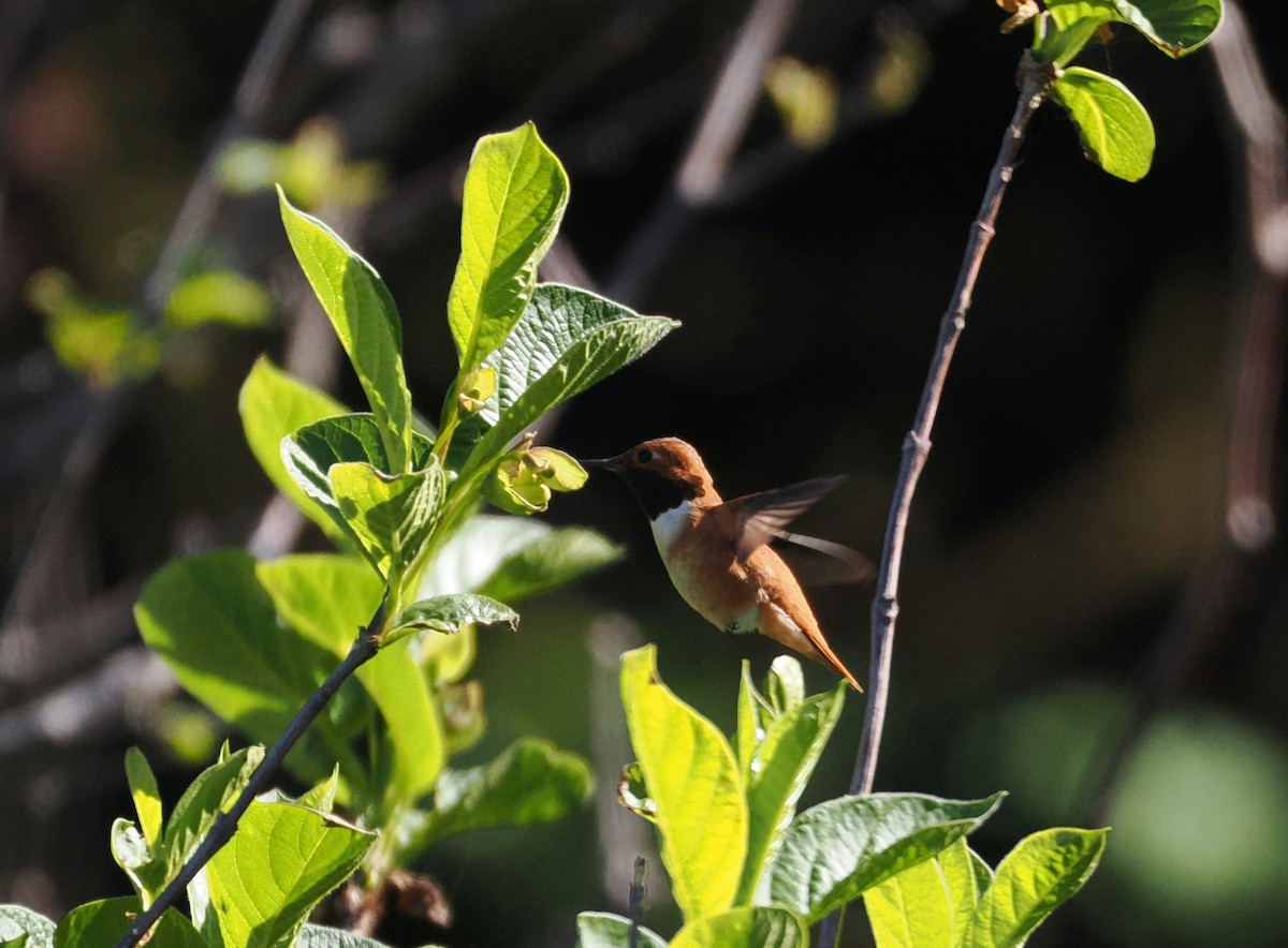 Rufous Hummingbird - ML617632309