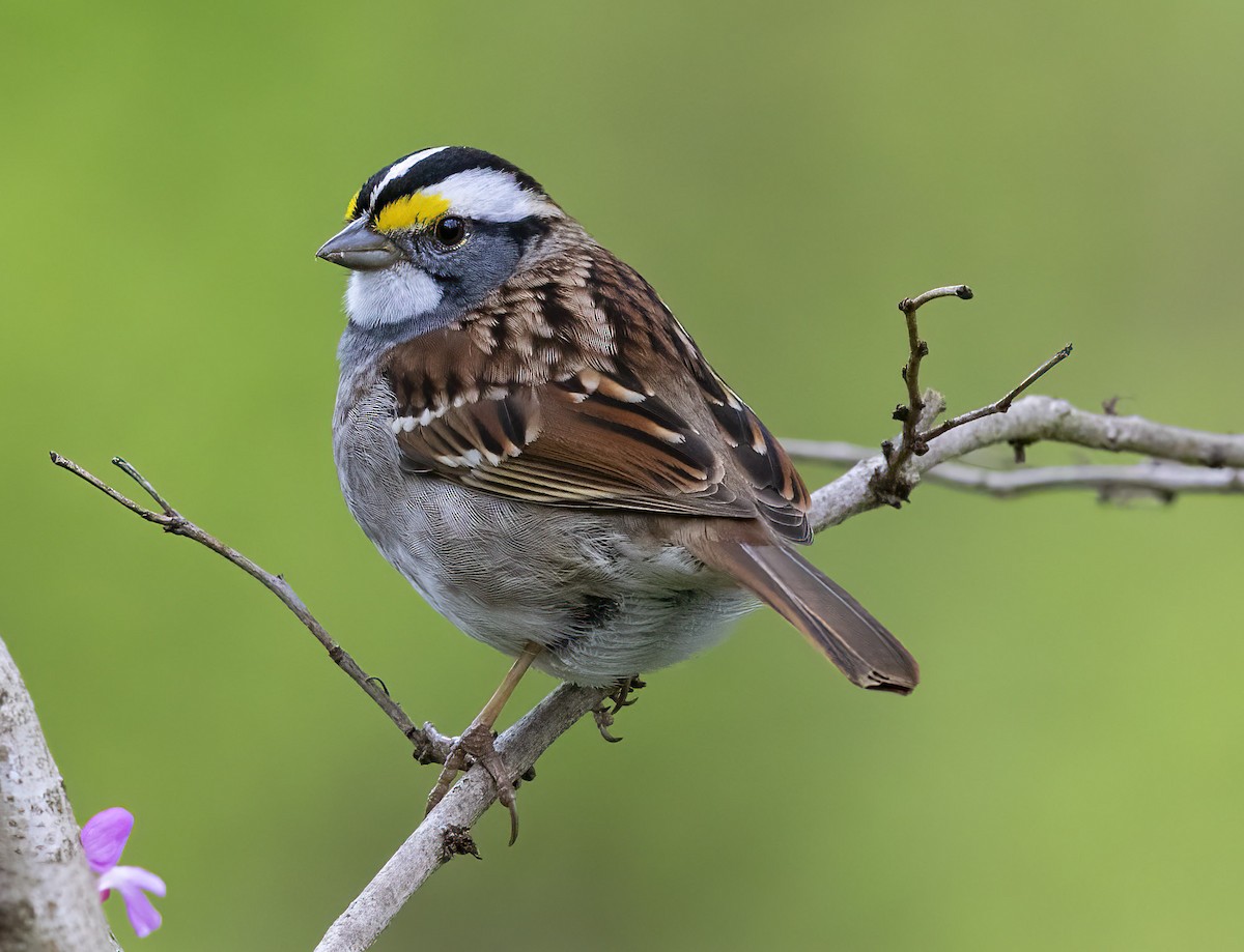 White-throated Sparrow - Elliot Barnathan