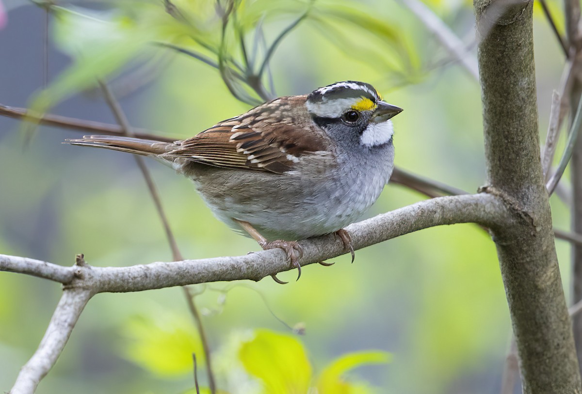 White-throated Sparrow - Elliot Barnathan