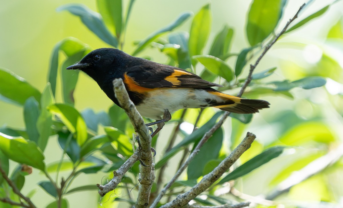American Redstart - Kevin Couture