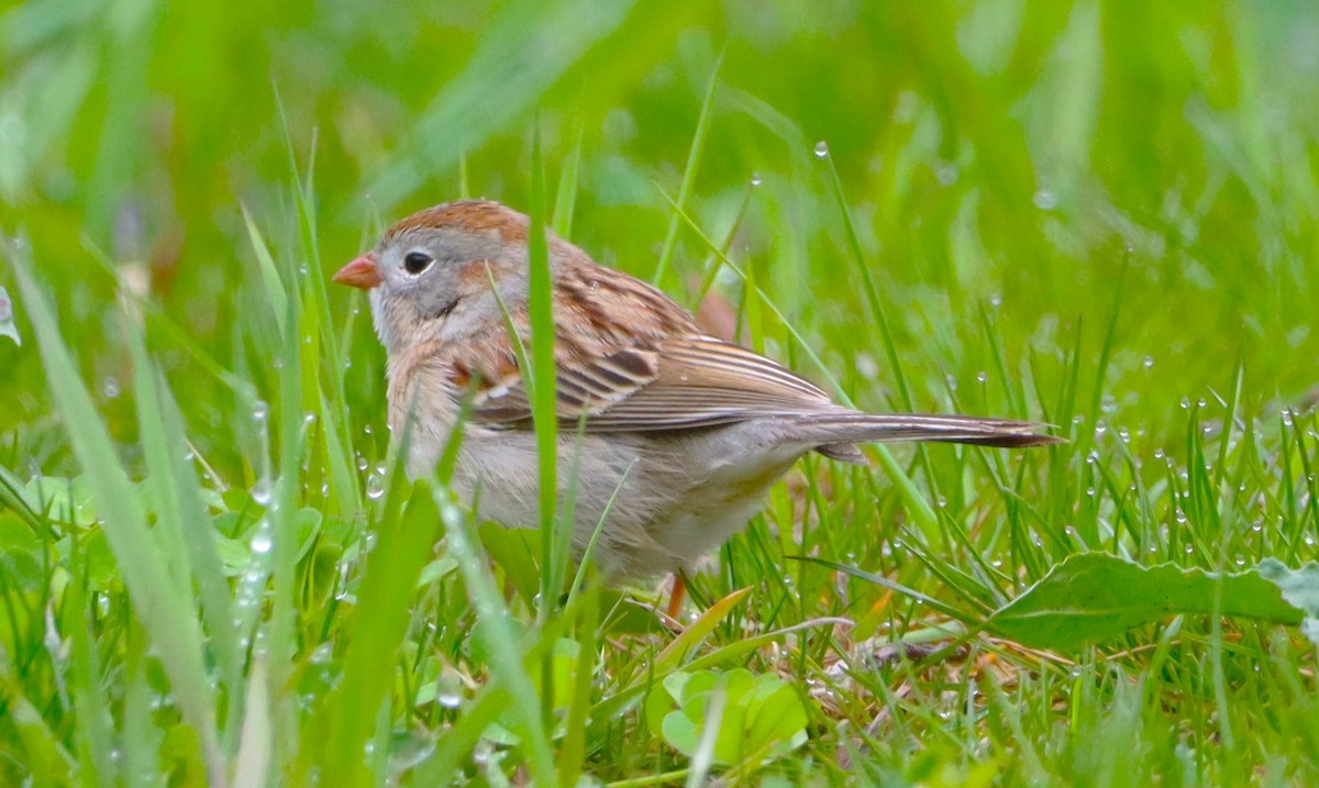 Field Sparrow - Aldo Bertucci