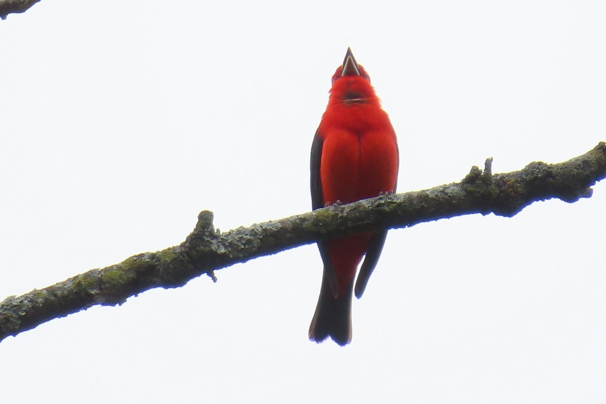 Scarlet Tanager - ML617632358