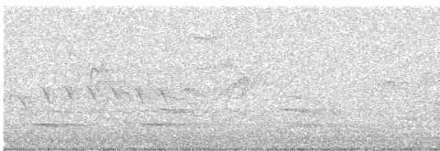 strakapoud americký - ML617632362