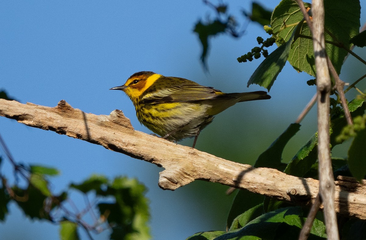 Cape May Warbler - ML617632378