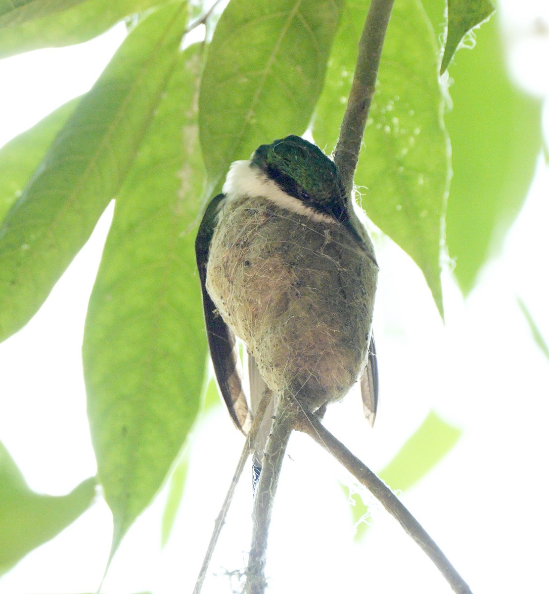 kolibřík purpurovohlavý - ML617632396