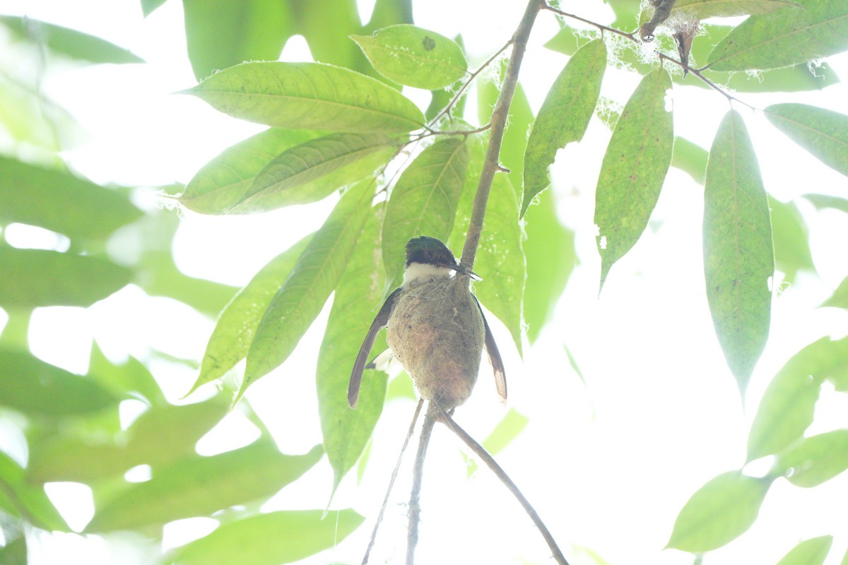 kolibřík purpurovohlavý - ML617632398