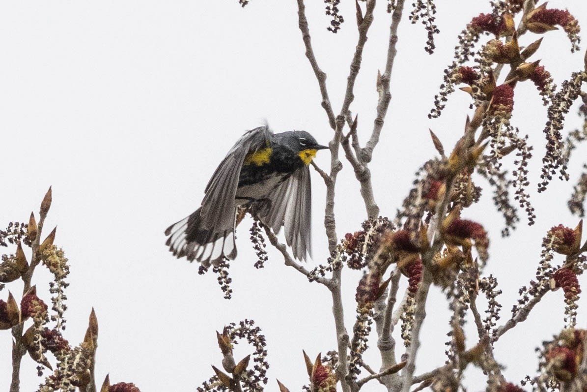 Yellow-rumped Warbler (Audubon's) - Boni Edwards