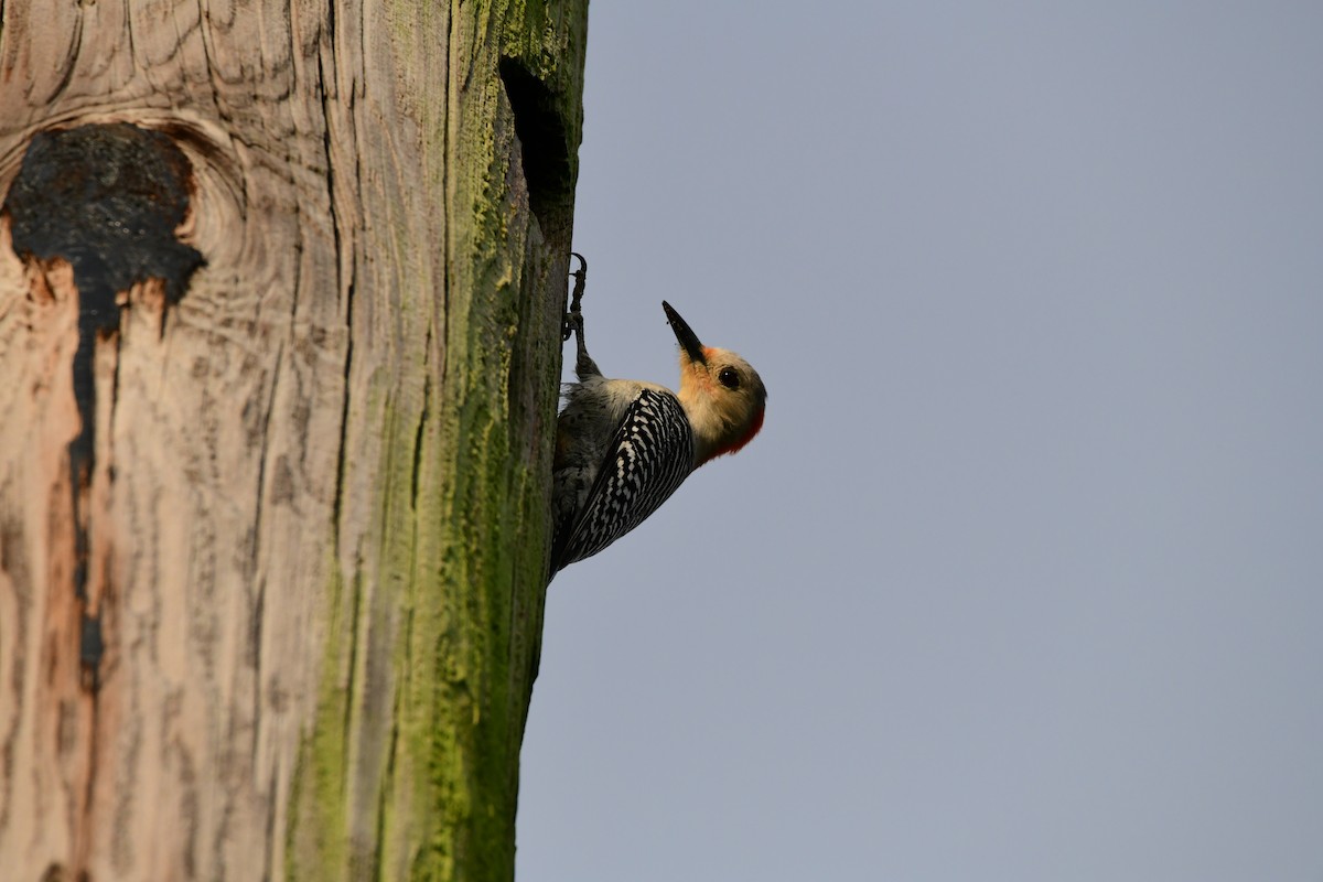 Red-bellied Woodpecker - Susan Ross