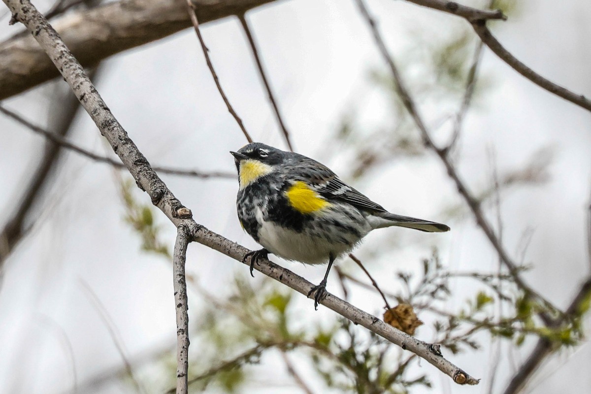 Yellow-rumped Warbler (Myrtle x Audubon's) - ML617632430