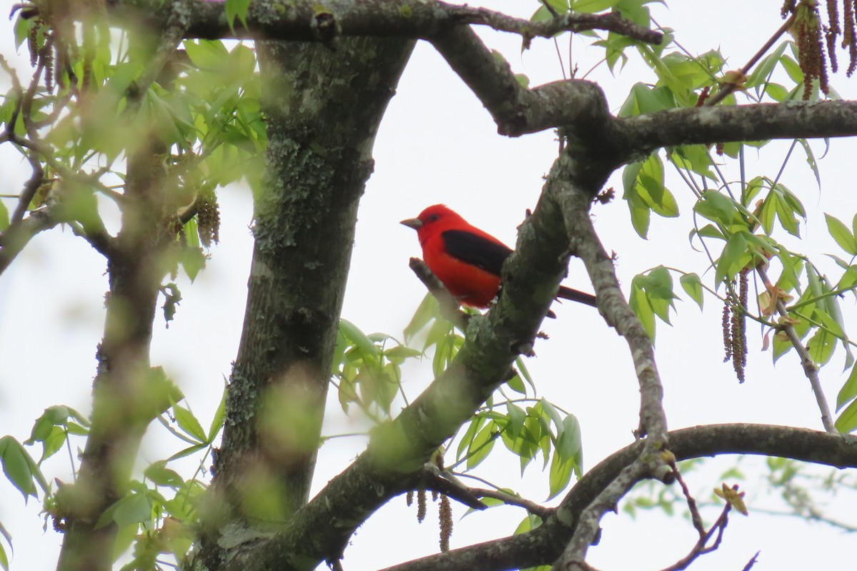 Scarlet Tanager - ML617632432