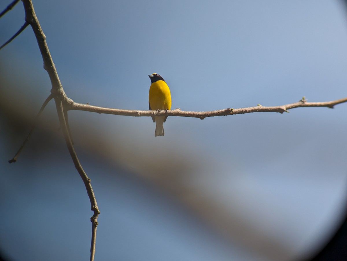 West Mexican Euphonia - ML617632438