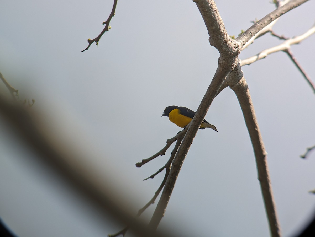West Mexican Euphonia - ML617632439