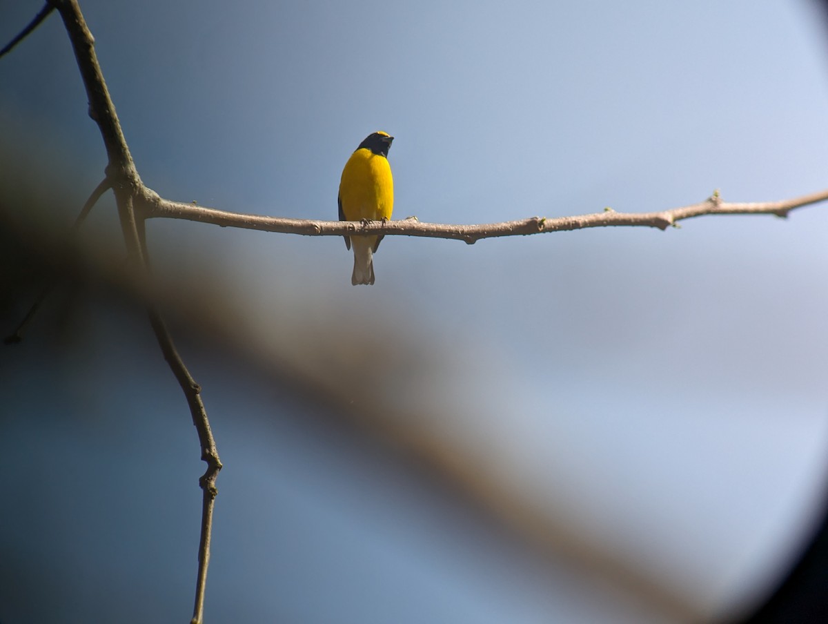 West Mexican Euphonia - ML617632440