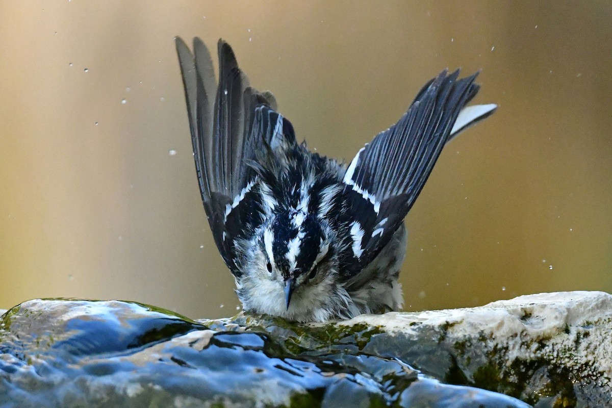 Black-and-white Warbler - ML617632488