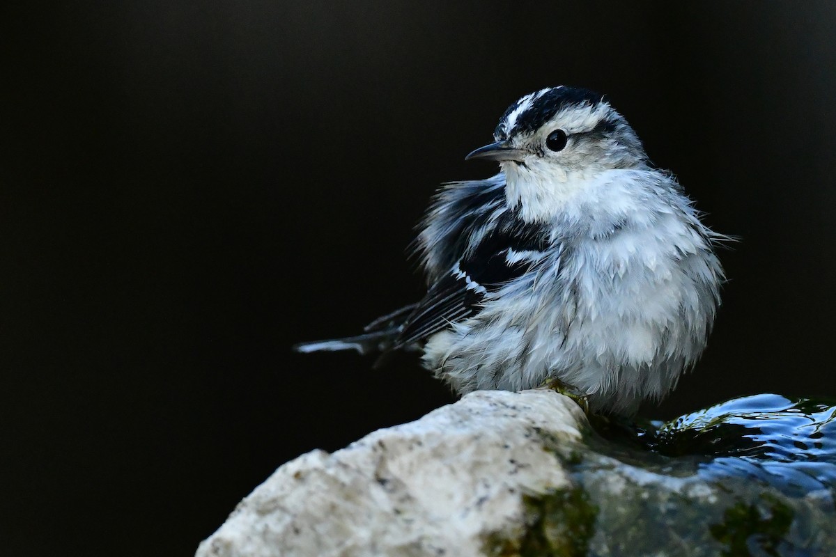 Black-and-white Warbler - ML617632490