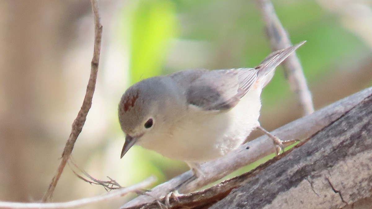 Lucy's Warbler - ML617632544
