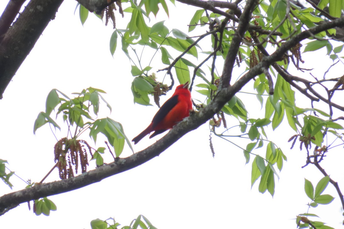 Scarlet Tanager - ML617632581