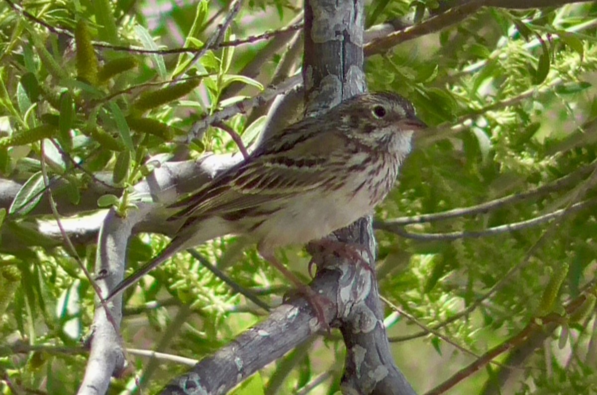 Vesper Sparrow - ML617632591